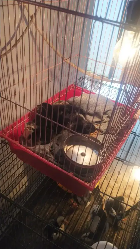 Anak  ayam  bangkok   baru  netas