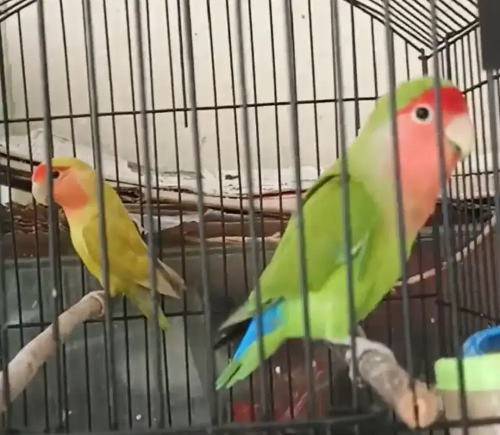 Love bird couple non klep body big