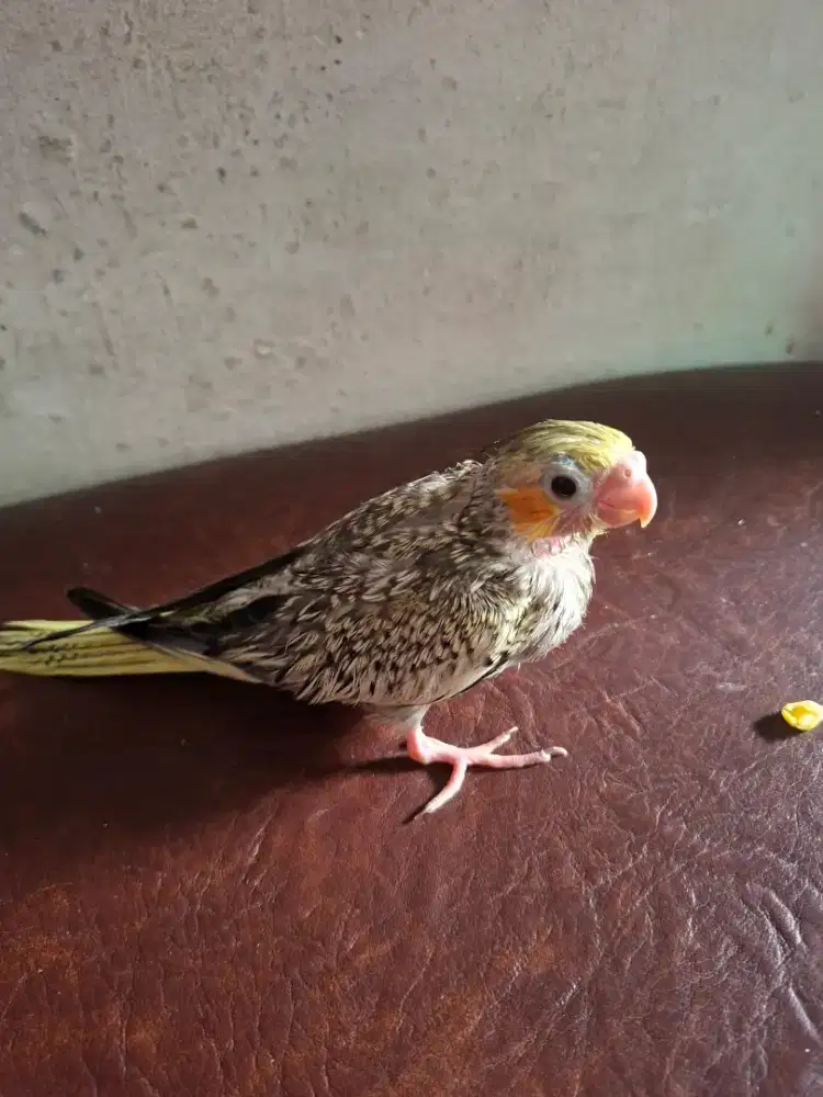 Burung parkit australia / Falk