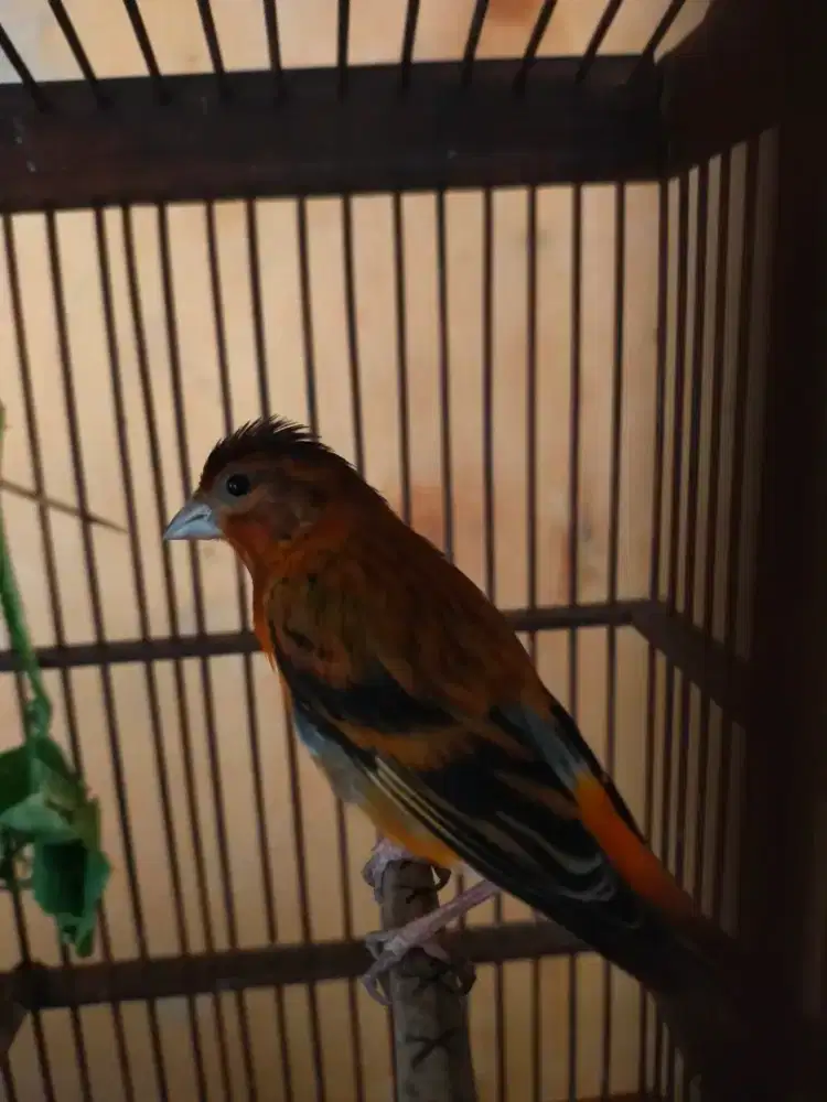 Burung mule gacorr poool