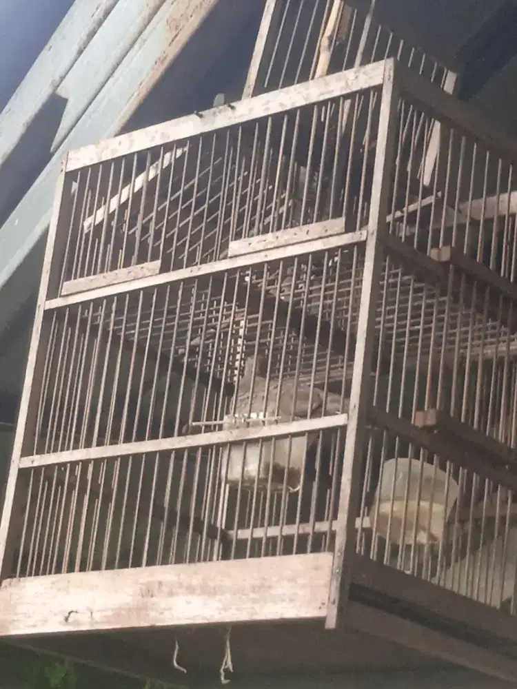 Jual murah Perkutut lokal bandangan