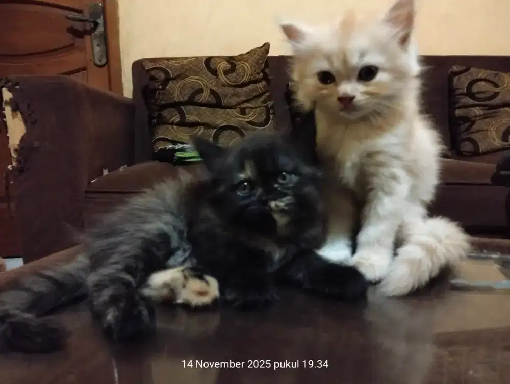 Kitten persia sepasang