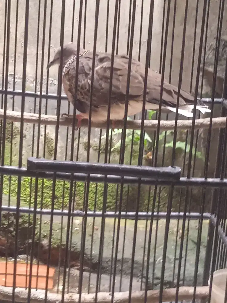 Jual cepat Tekukur rawatan lama