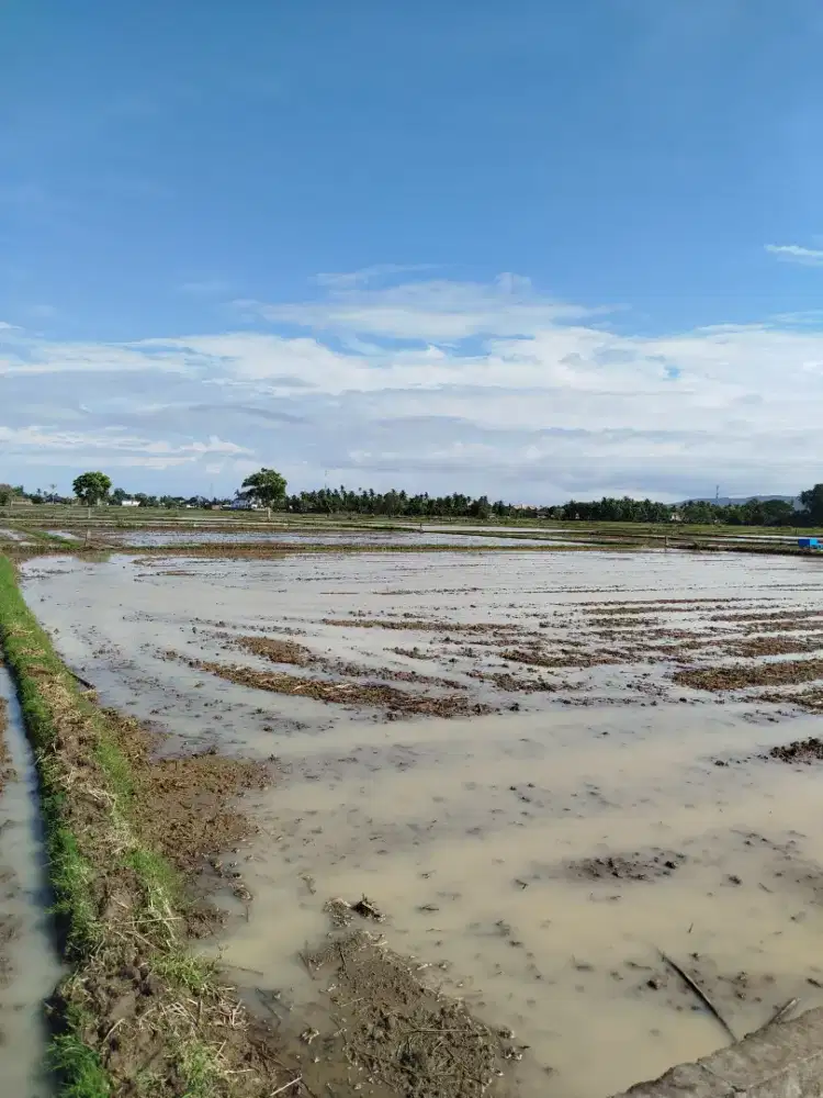 Dijual Tanah Sawah – Luas 412 m²