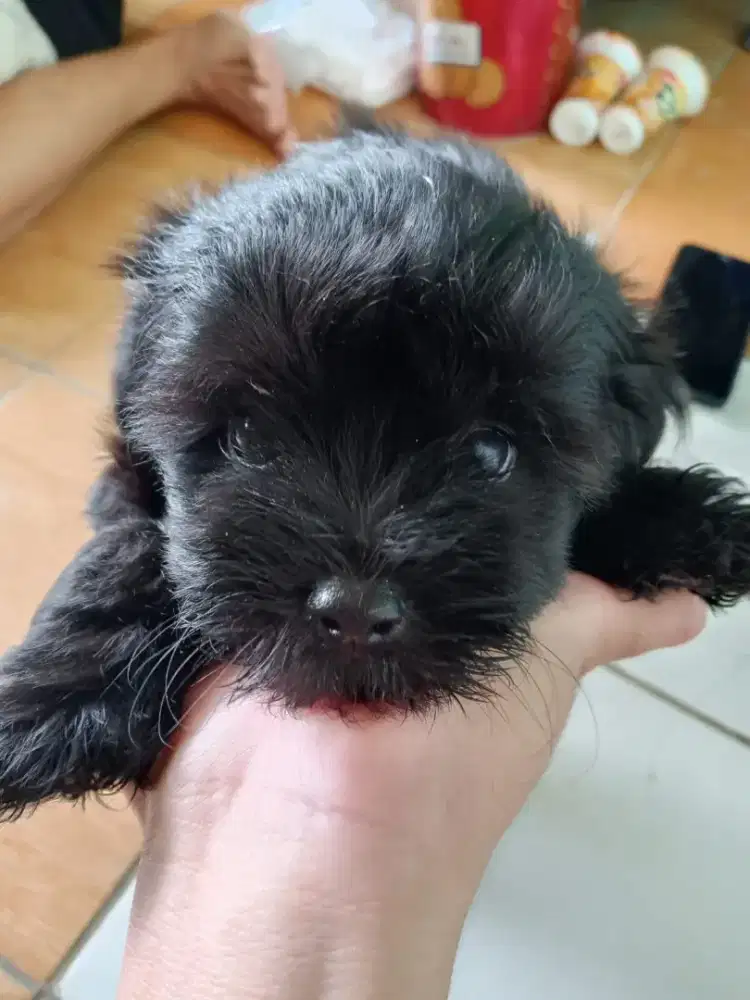 Jual Anak Anjing Maltese Mix Shihtzu