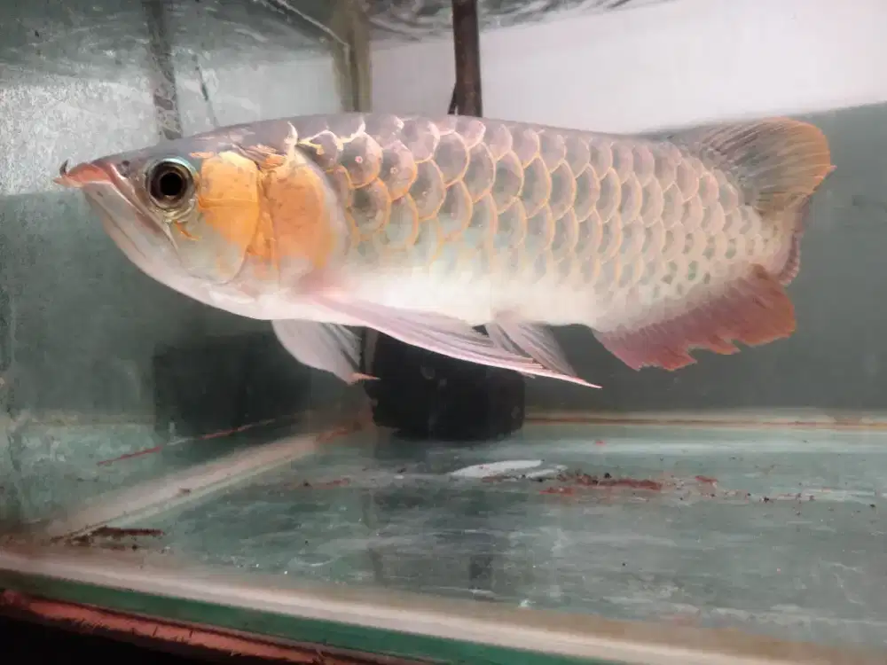 arwana super red +-40cm