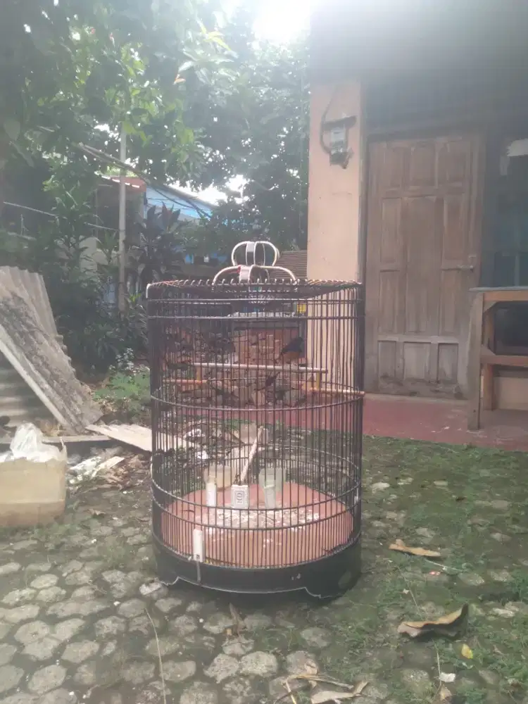 Murai hutan dewasa gacor