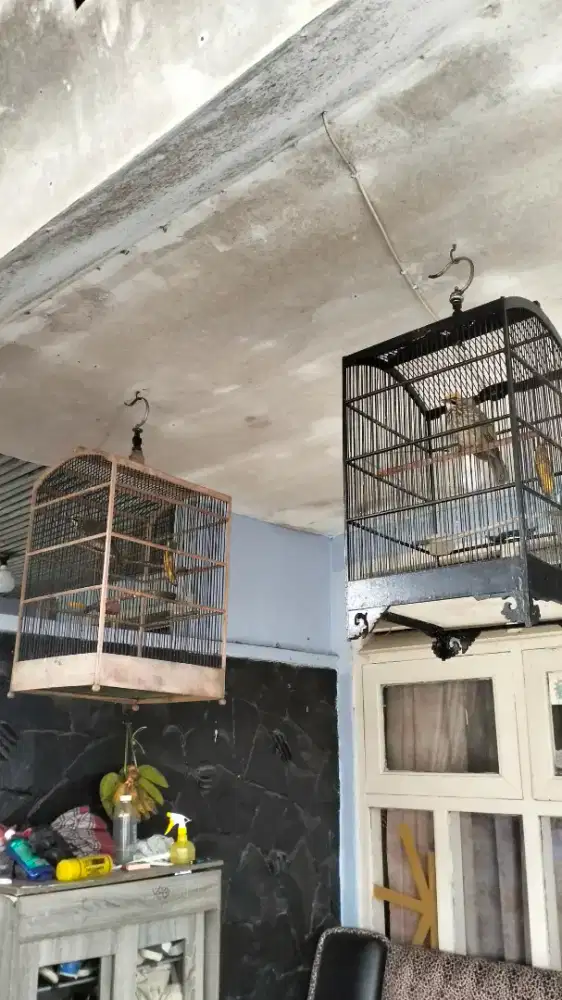 Cucak Rowo sepasang gacor nyetel