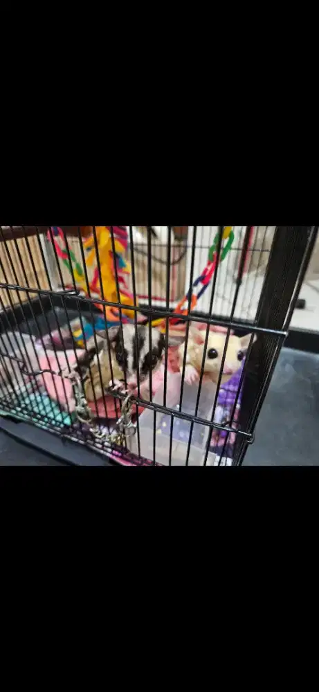 Dijual sugar glider joey dan leucistic