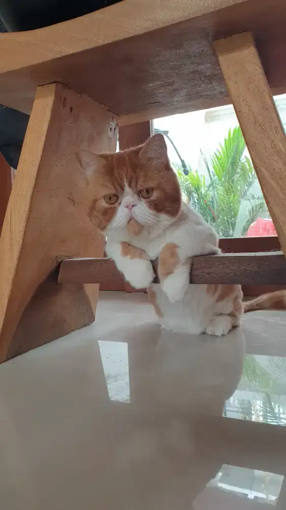 Kucing Persian exotic