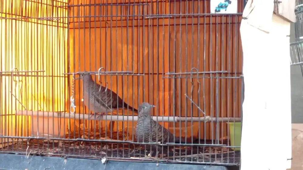 perkutut sepasang gacor