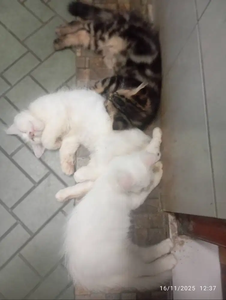 Kitten Jogja Borongan Ambil Semua