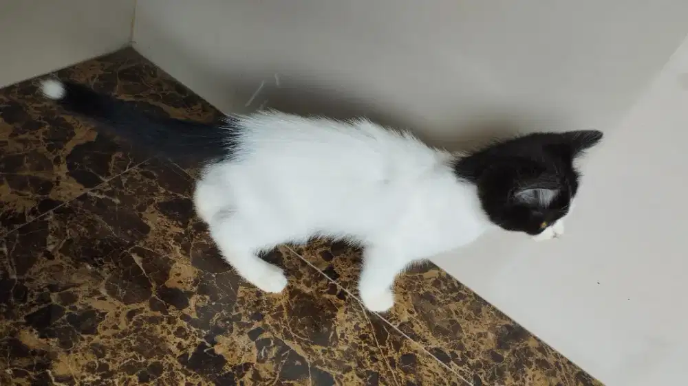 kitten mix persia anggora