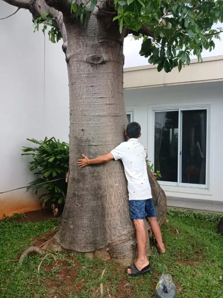 Pohon kaki gajah  jumbo