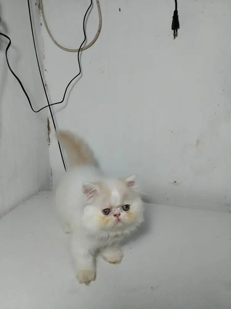 Kucing Peaknose White Cream
