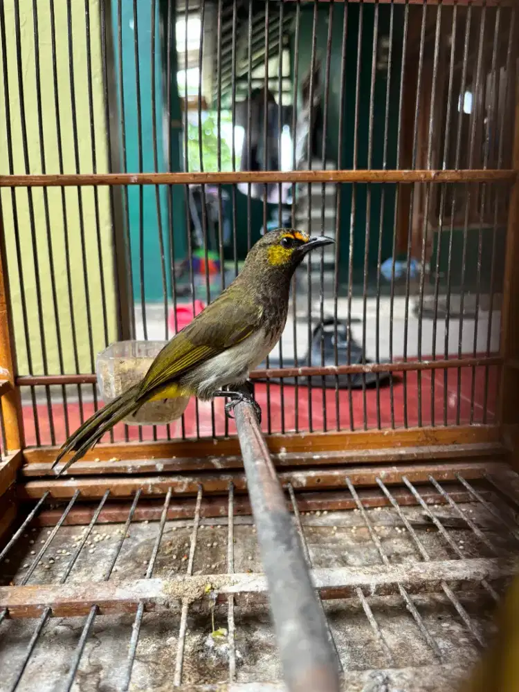 Burung Cucak Wilis sudah gacor