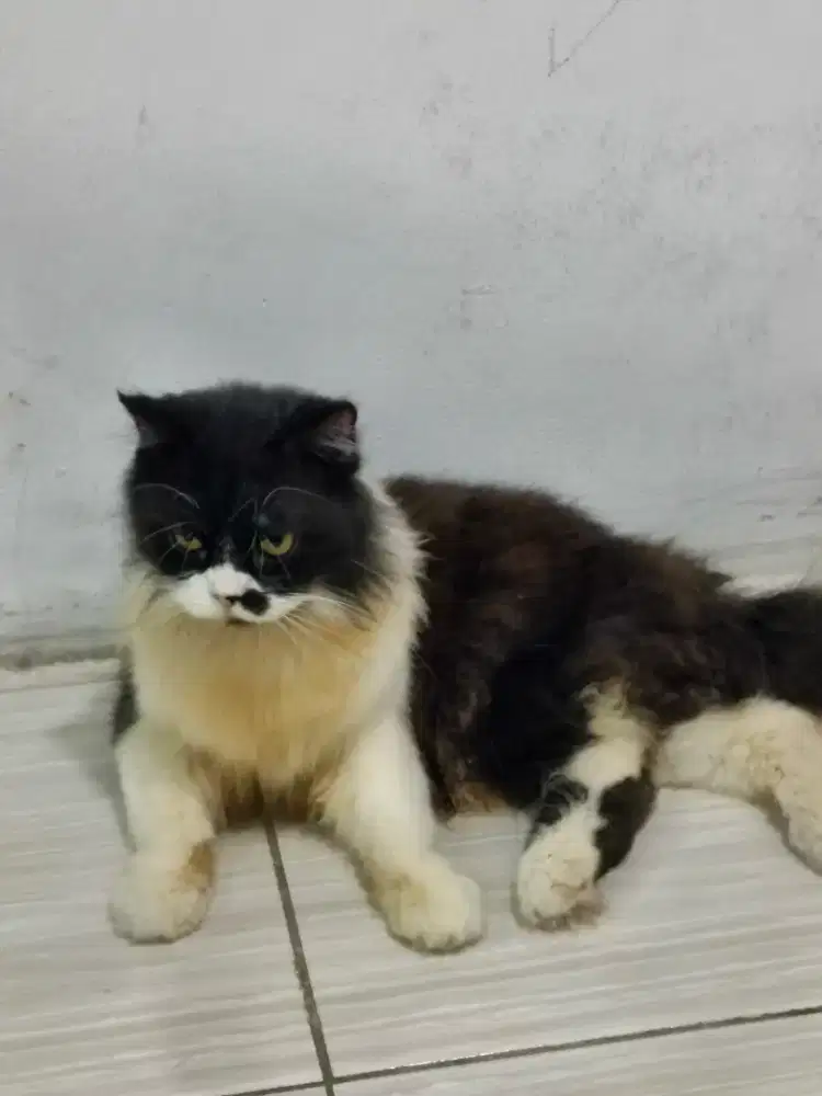 Kucing persia jantan