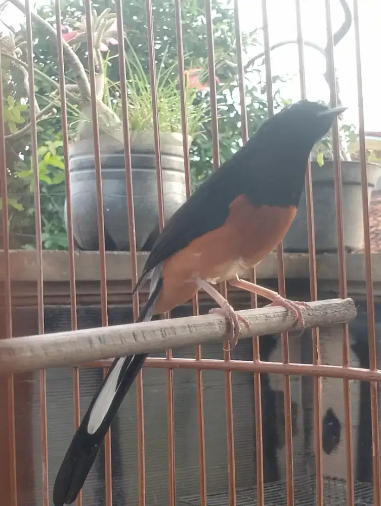 MUray muda hutan prospek