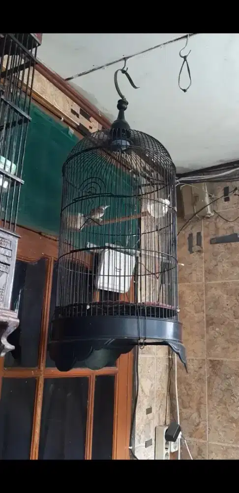 Ciblek semi purtotal jantan muda