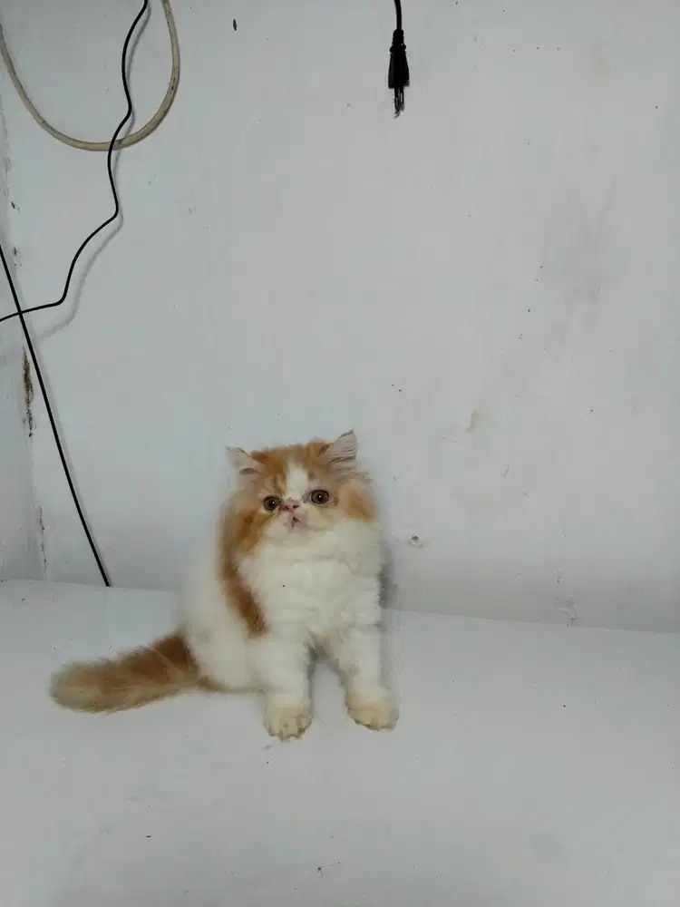 Kucing Peaknose pesek gemoy Orang White