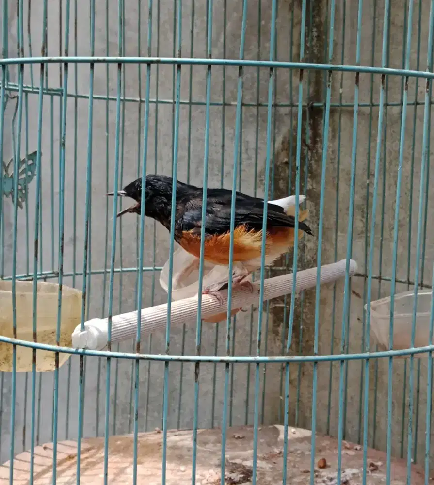 Burung murai batu jantan trotolan