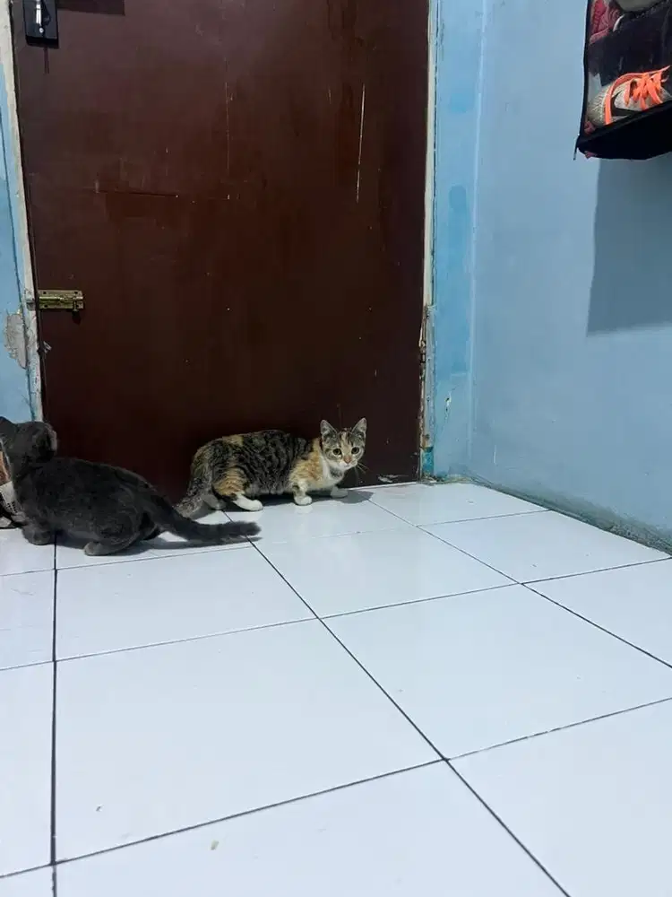 Kucing munchkin borongan 5 ekor/kucing cebol/kucing kaki pendek murah