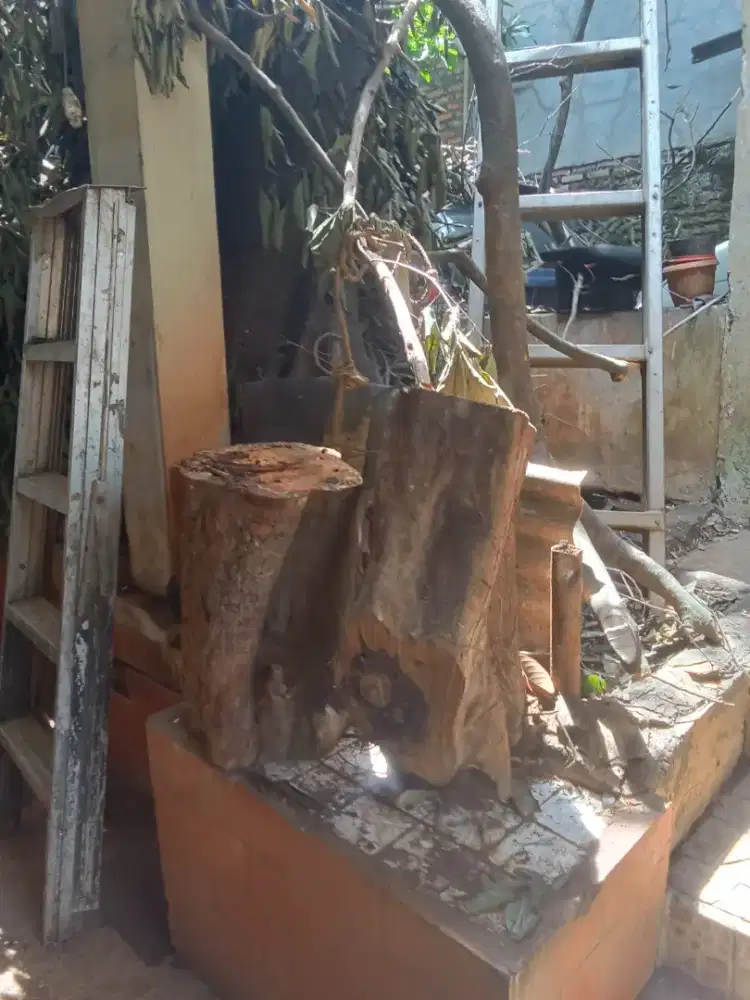 Pohon rambutan dan jambu air sudah dipotong