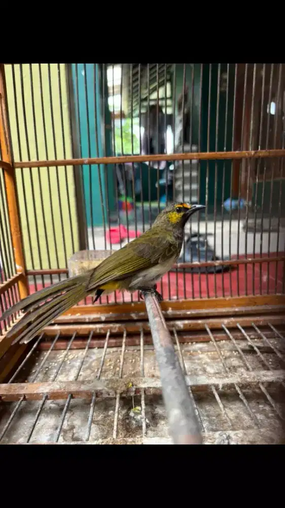Burung Cucak Wilis