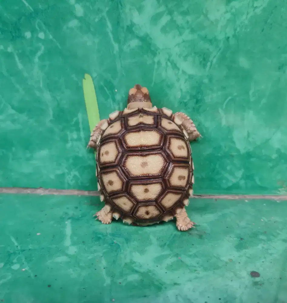 SULCATA 6-7 CM BERGARANSI