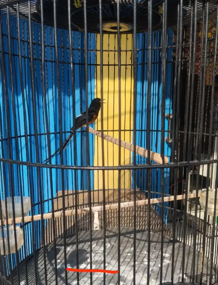 Murai fullset 1x mabung