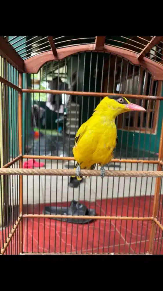 Kepodang Emas sudah Bunyi