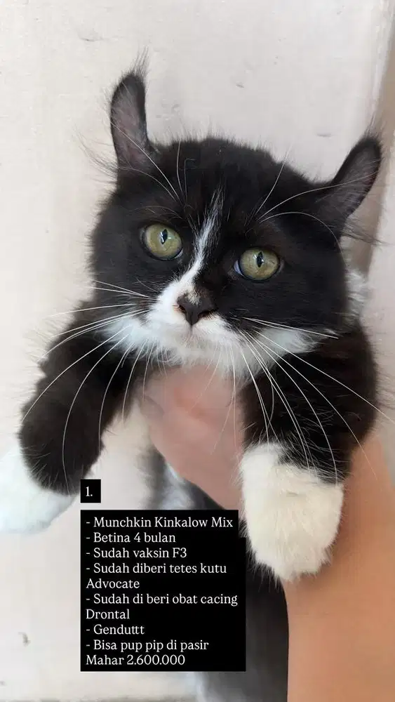 Jual Kucing Munchkin Kinkalow Sudah Vaksin