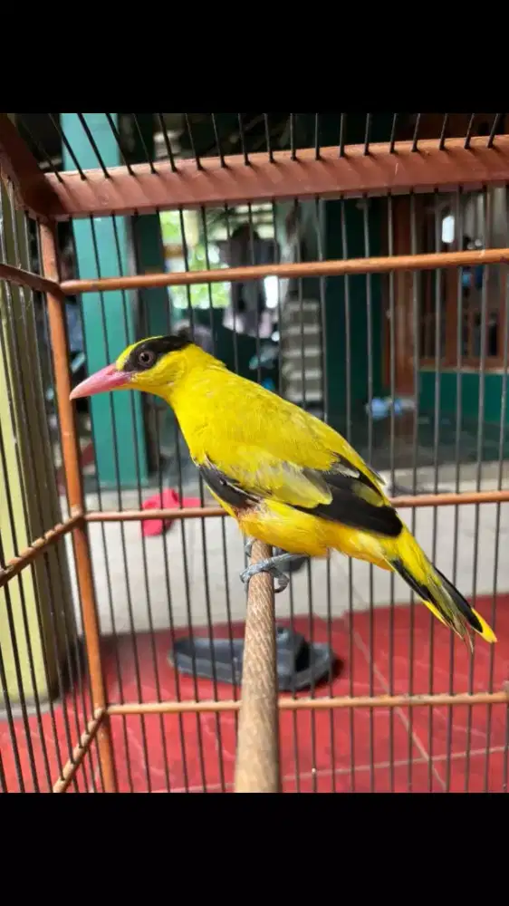 Burung Bincarung sudah Bunyi
