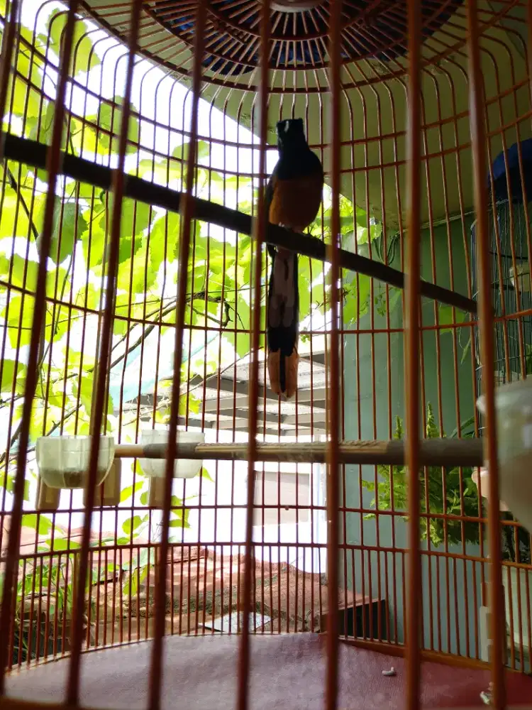 Jual borongan murai Medan dan kenari