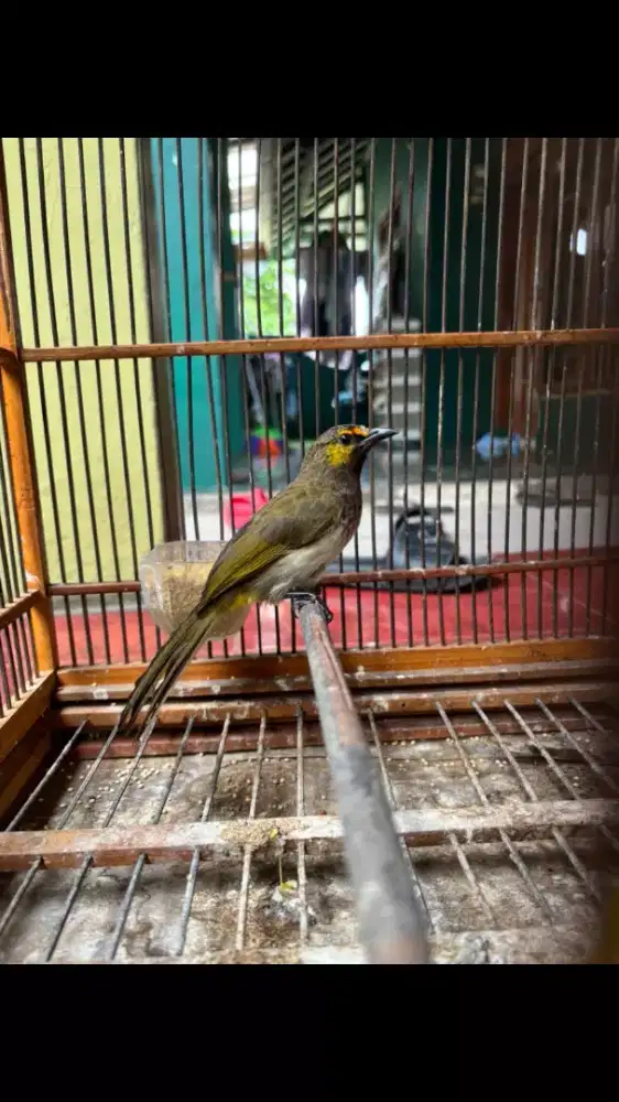 Cucak Wilis sudah Bunyi Rajin