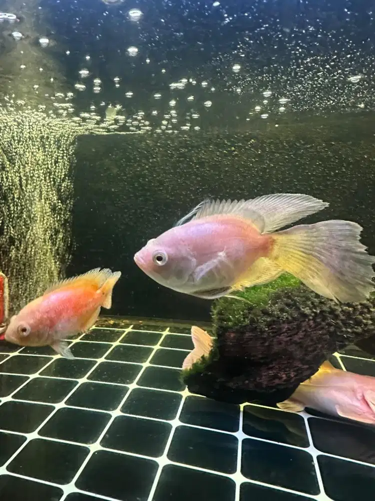 DIJUAL CEPAT IKAN OSCAR SHORTBODY SLAYER DAN PARIS