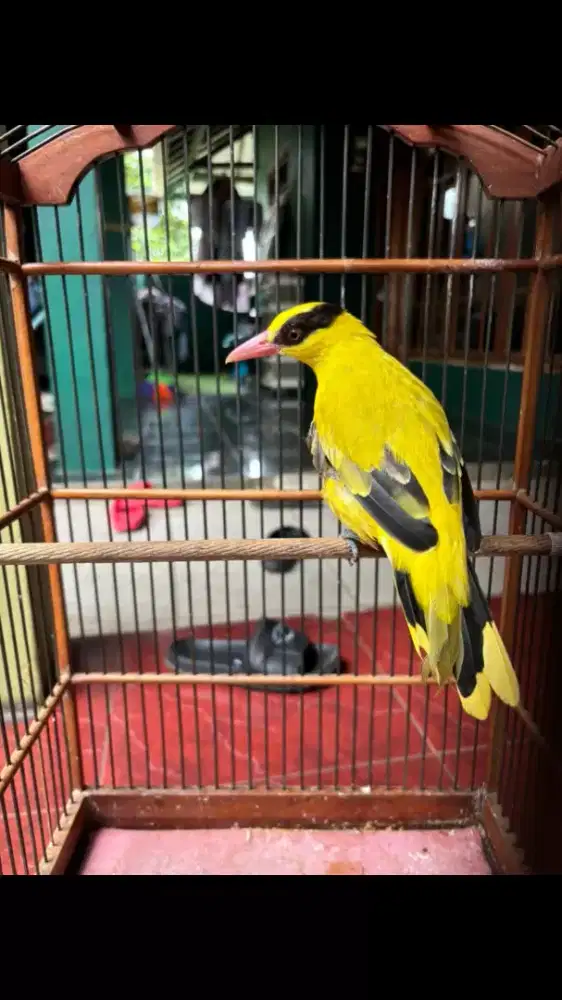 Burung Kepodang Emas