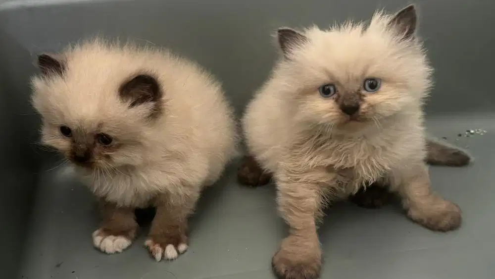 Sepasang Kucing Kitten Persia Himalayan
