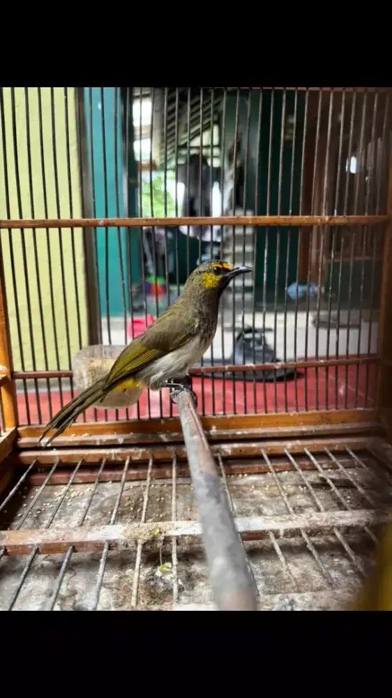 Cucak Wilis sudah Bunyi Rajin