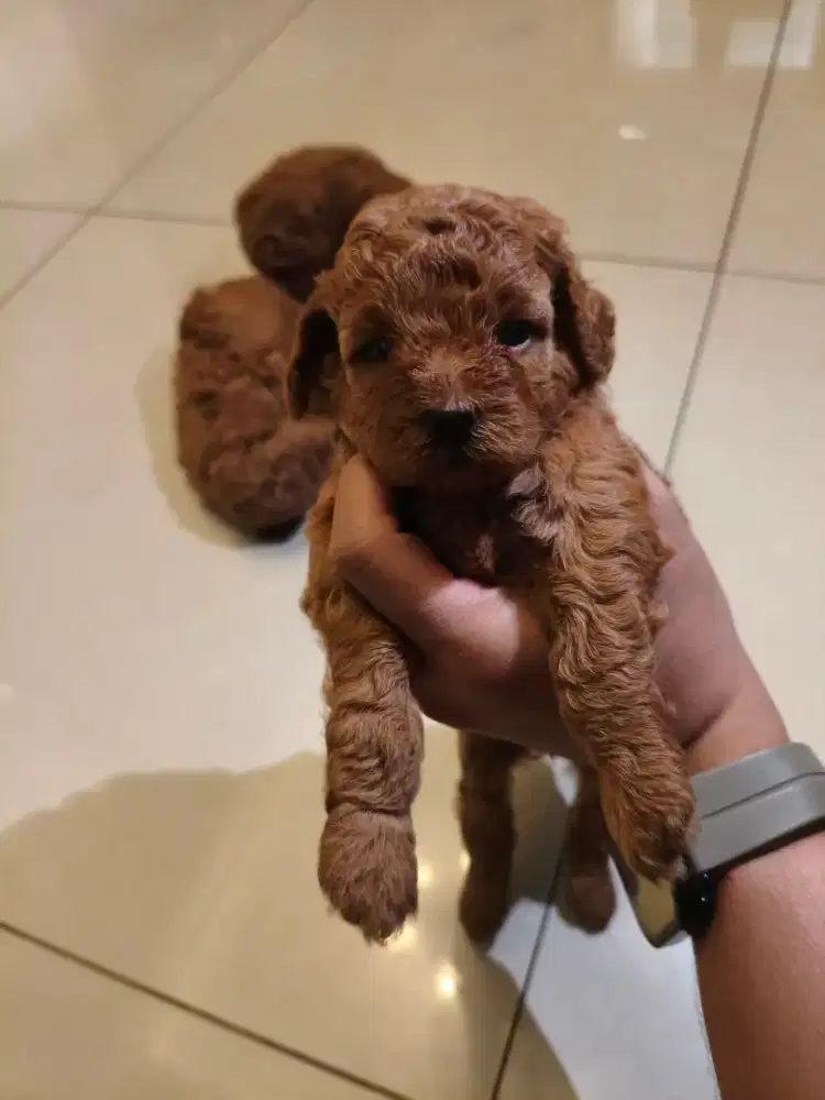 MINI POODLE Ras murah coklat keriting