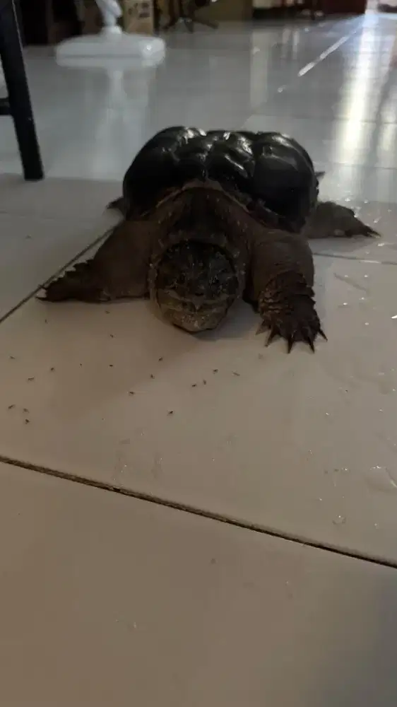 Kura Kura CST Cash only