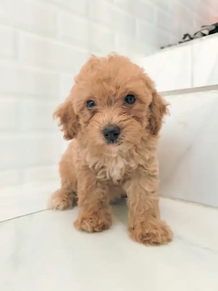 Puppy bichon x poodle