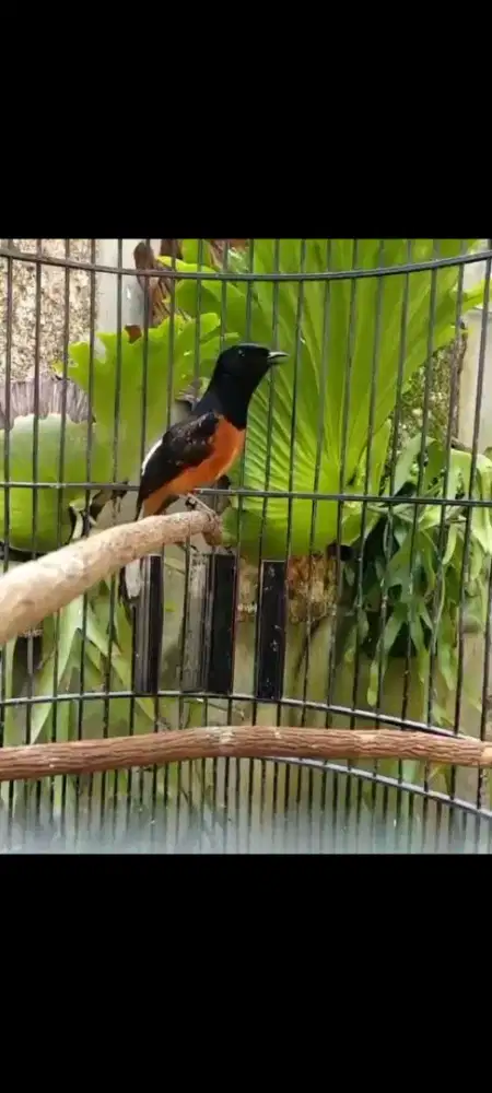 Murai Batu siapan lapangan