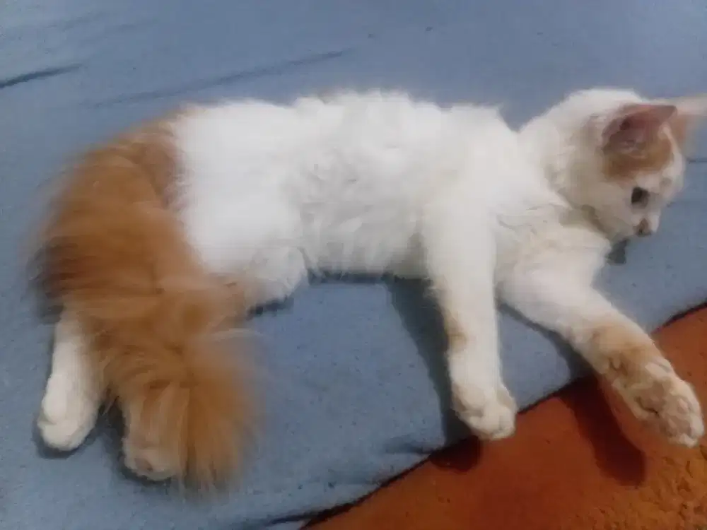 Kitten anggora jantan 4 bulan