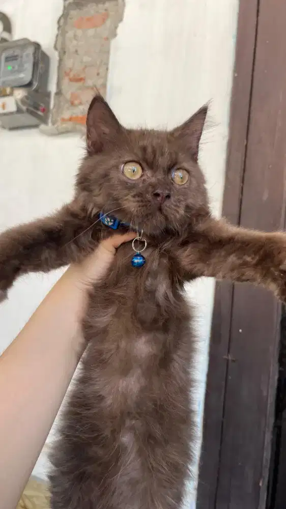 Persia Long hair warna Cokelat