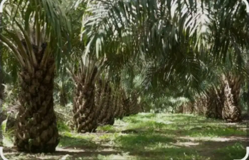 Lowongan kerja kebun kelapa sawit