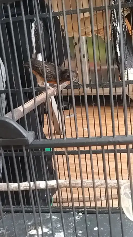 Murai batu trotol hutan