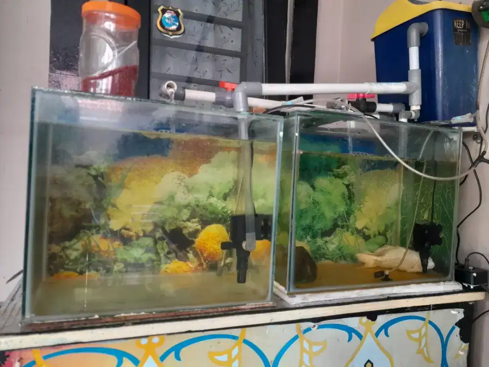 4 Aquarium utk ternak