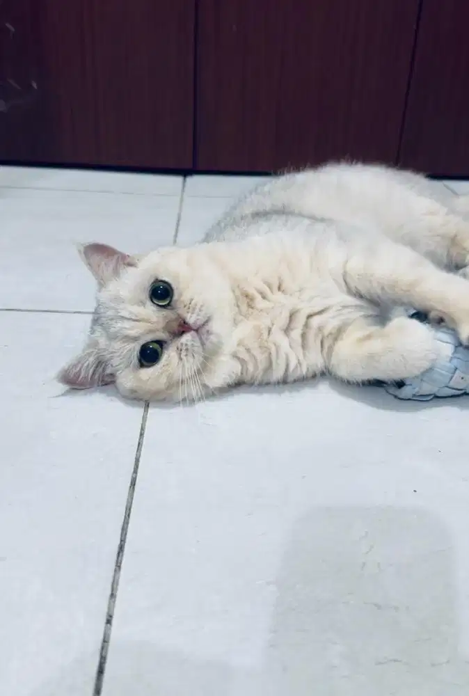 Open semi hibah BSH british shorthair & scottish straight kitten