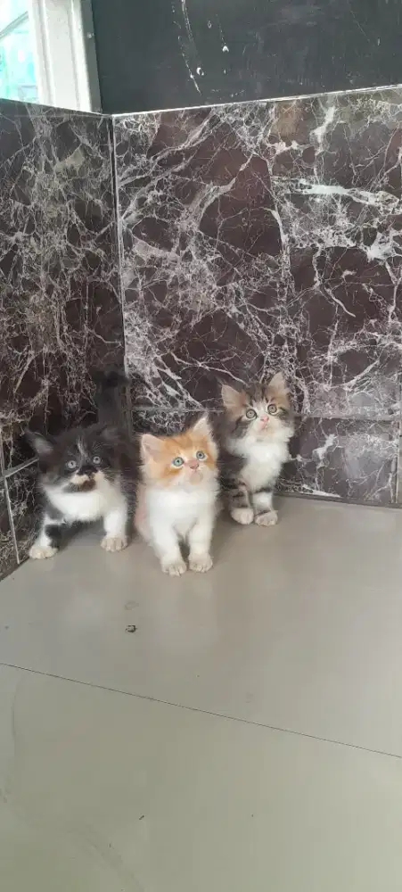 Kitten gembul jantan 2 bulan